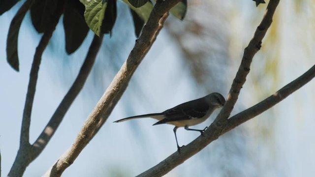 Mocking Bird Hopping on Tree Branch - Slow Motion