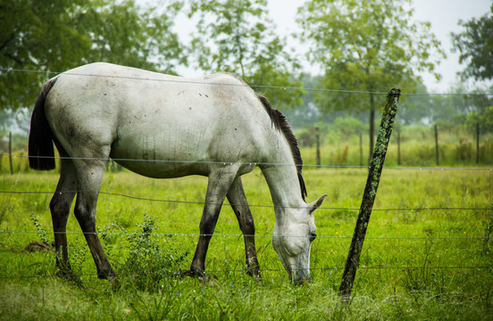 horse, caballos © Gustavo