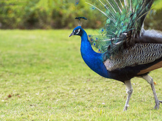 Fototapeta premium Peacock on the green lawn
