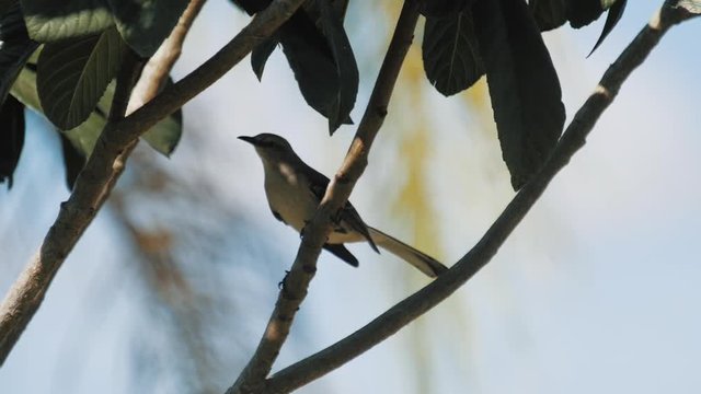 Mocking Bird Hops from Tree Branch - Slow Motion