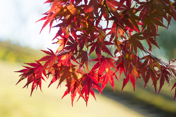 真っ赤に燃えるモミジ