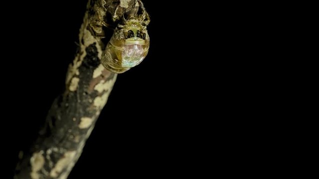 セミの羽化 タイムラプス 1