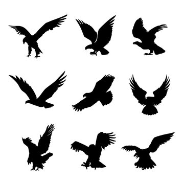 Eagle Falcon Bird Hawk Animal Silhouette Black Icon Flat Design Element Vector Illustration