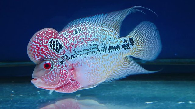 Flowerhorn cichlid pet fish aquarium, colorful red color with black and white spot texture and big head in the mirror tank fresh water.