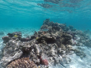 Coral reef sea life in Rarotonga Cook Islands