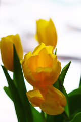 Yellow tulips by window