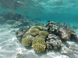 Coral reef sea life in Rarotonga Cook Islands