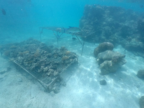 Coral rReef restoration in Rarotonga Cook Islands