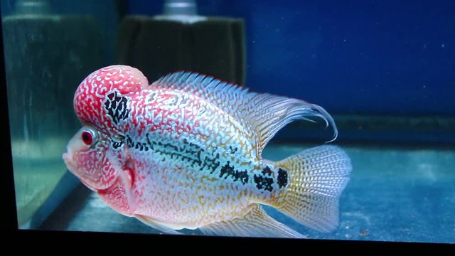Flowerhorn cichlid pet fish aquarium, colorful red color with black and white spot texture and big head in the mirror tank fresh water.