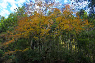 Fototapeta premium 色づく葉