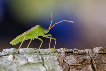 Image of green legume pod bug(Hemiptera) on tree. Insect. Animal