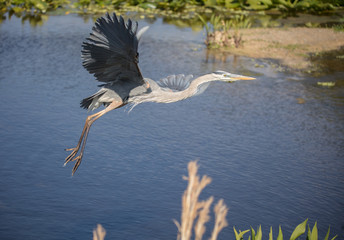 great blue heron takes flight
