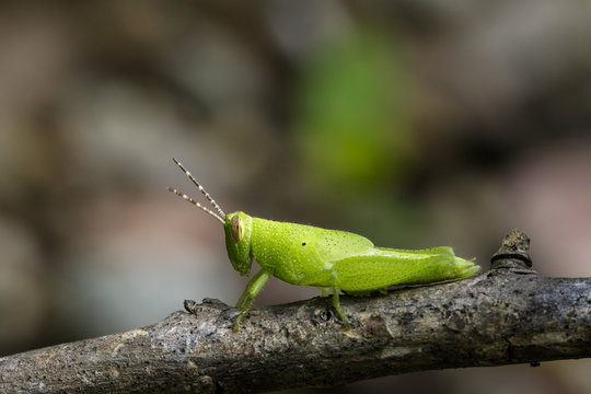 Image of Bright Green Grasshopper on a branch. Insect. Animal