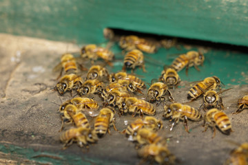 Group of bees near a beehive. Honey bees at the entrance in beehive. Honey bees on the home apiary.