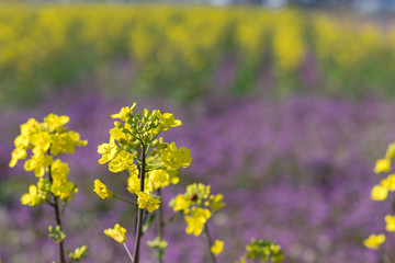 あたたかい春の風景