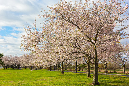 Blossoming cherry trees at East Potomac Park in Washington DC, USA. Flowers abundance on mature cherry trees in spring.