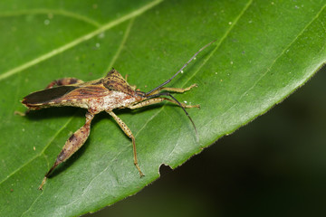 Image of Groundnut Bug, Acanthocoris sordidus (Coreidae) on green leaves. Insect Animal.
