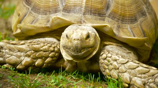 A desert tortoise stares into the camera