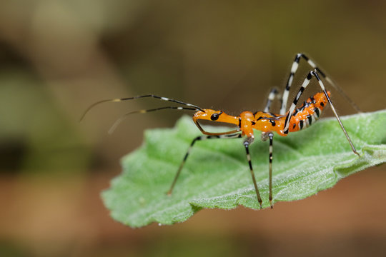 Image of Assassin Bug (Zelus longipes) on green leaves. Insect. Animal.