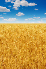 Photo of yellow wheat field with blue sky and clouds at summer