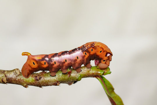 Image of Caterpillar Oleander Hawk-moth (Daphnis nerii) on tree branch. Worm. Insect. Animal.