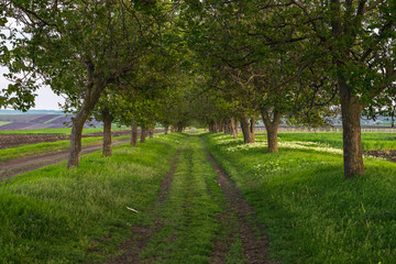 Fototapeta na wymiar A gallery of green trees in a field in spring
