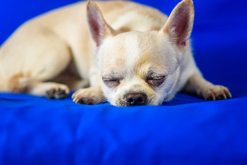 portrait of chihuahua on blue background