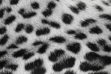 White leopard print  © Stefany Hedman