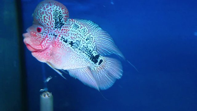  Flowerhorn cichlid fish in blue aquarium 