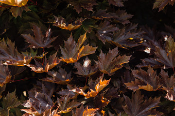Close up natural maple leaves background