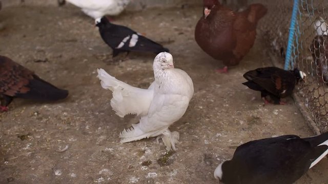 Beautiful pigeon, decorative dove. Decorative pigeons. Decorative birds pigeons different breeds and colors. Pigeons in cages.