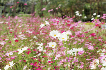 Cosmos of dries in summer.