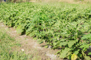 Fototapeta na wymiar Eggplant on field.