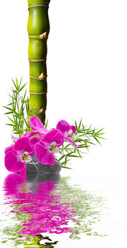 bambou ventre de bouddha et orchidée avec reflets 