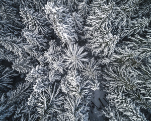 Abstract Snowy Tree Top Pattern Overhead Aerial