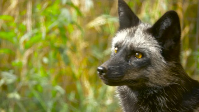 A silver fox watches something off camera