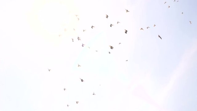 Pigeons flying in the blue sky, birds in flight. Flock of pigeon flying on the sky.