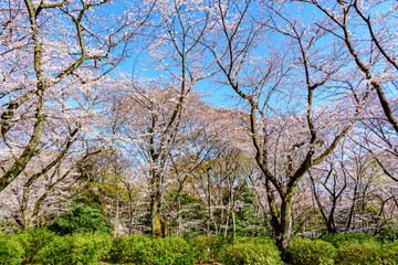 Fototapeta na wymiar Cherry blossoms at Mitsuzawa-Park in Yokohama, Japan.