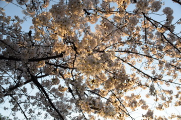 夕日に照らされたサクラ