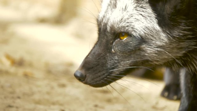 Close up of a cautious silver fox