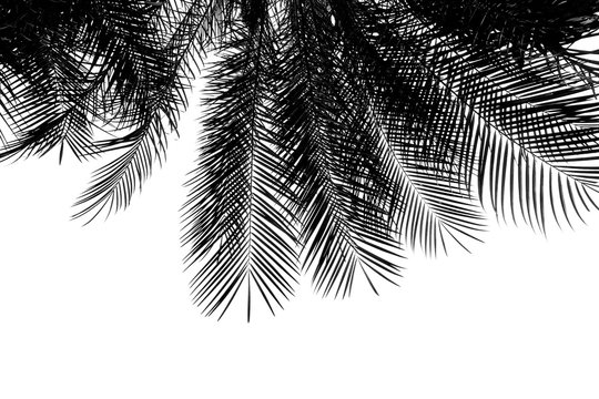 Fototapeta black and white palms leaf isolated on white background
