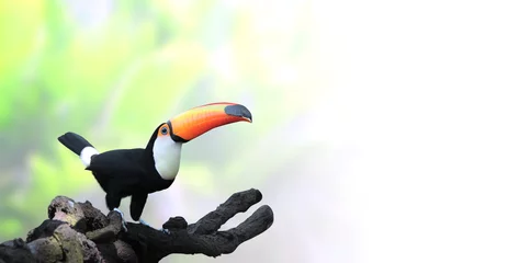 Poster Horizontal banner with beautiful colorful toucan bird © frenta