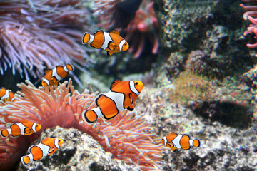 Fototapeta na wymiar Sea anemone and clown fish