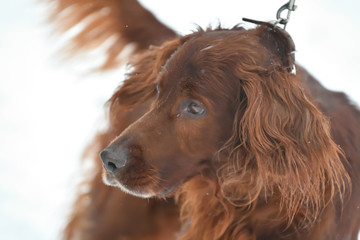 Irish Red setter