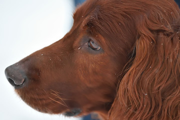 Irish Red setter