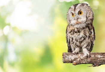 Owl.