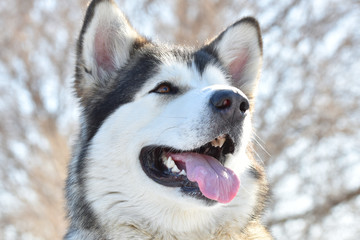 Alaskan Malamute. A dog's portrait.True friend.