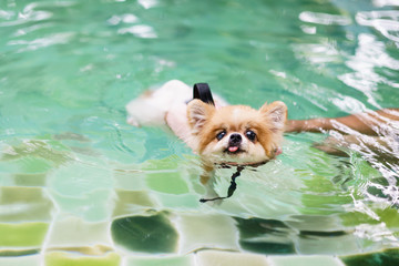 Pomeranian dog wear life jacket and swim in swimming pool , dog exercise, rehabilitation for canine arthritis, summer activity of family, healthy pet concepts.
