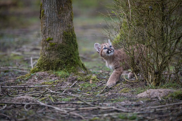 Fototapeta na wymiar Puma Cub Animal