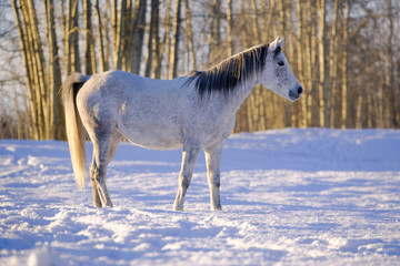 Fototapeta na wymiar Gray Horse Mare standing in the snow at pasture, warming up on sunny winter day.